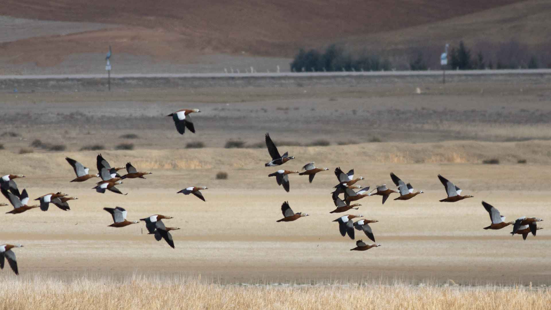 Red-breasted Goose